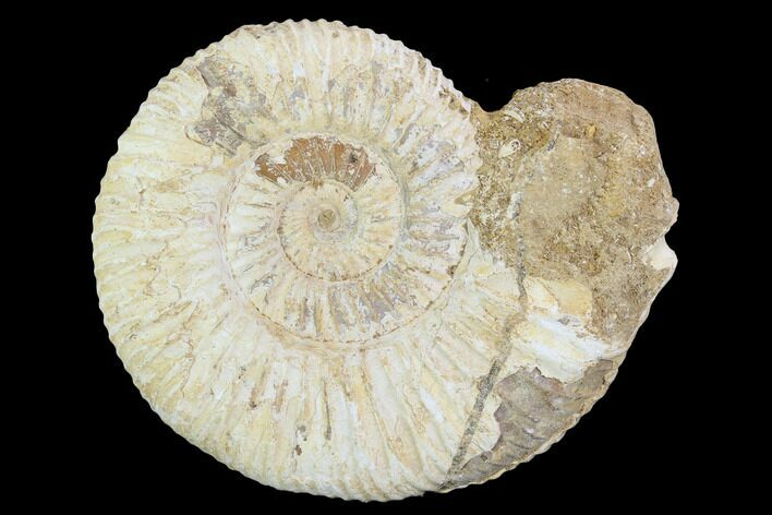 Perisphinctes Ammonite - Jurassic #100291
